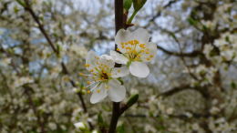 Vergers de prune d'Ente en Dordogne, floraison printemps 2016